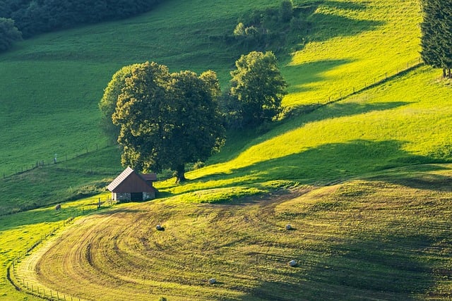 Elevating Garden Maintenance: Efficient Chipping & Pruning Services for Yard Waste Management