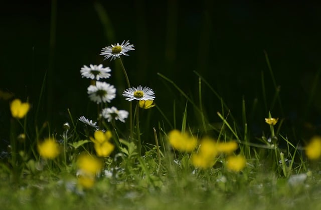 Mastering Lawn Care: Key Steps for Vibrant Landscapes