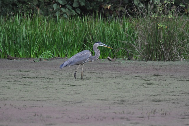 Allaire State Park: Monmouth County’s Natural Playground for Hikers, Families, and History Buffs