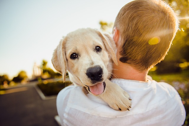 Embrace Fido’s World: A Guide to Becoming a Top-Notch Pet Sitter or Dog Walker