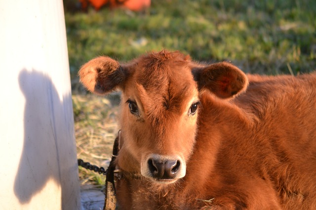 Discover Sun High Orchards: A Family-Friendly Apple Farm in Randolph, NJ