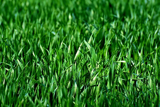 Creating Your Backyard Oasis: Expert Lawn Care and Landscaping Strategies