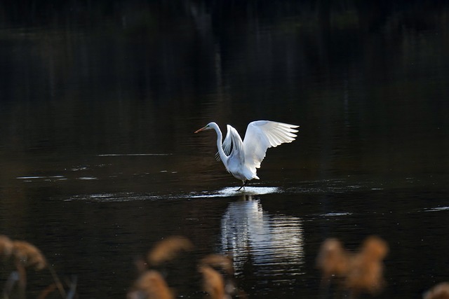 Discovering Nature’s Wonders: A Guide to Hawk Rise Sanctuary in Woodbridge, NJ