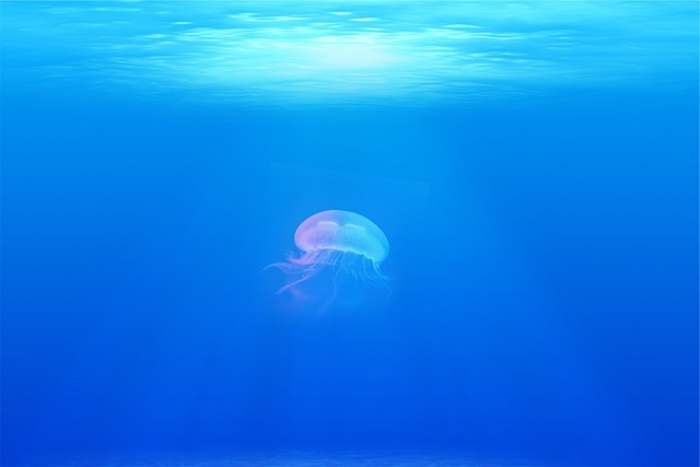 ocean-new-jersey-640x480-63261546.jpeg