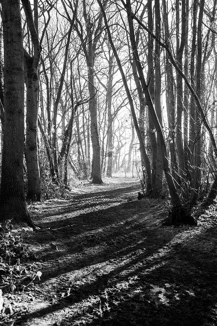 essex county new jersey