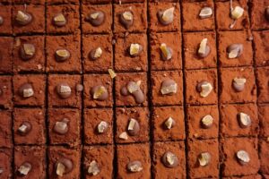 cookies-640x480-67778387.jpeg