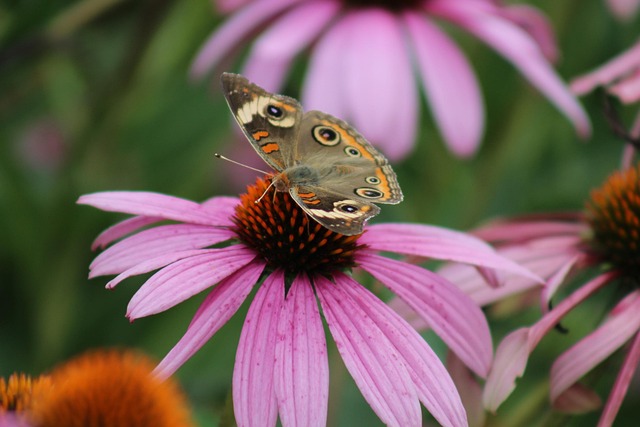 Rancocas Nature Center: Burlington County NJ’s Environmental Haven