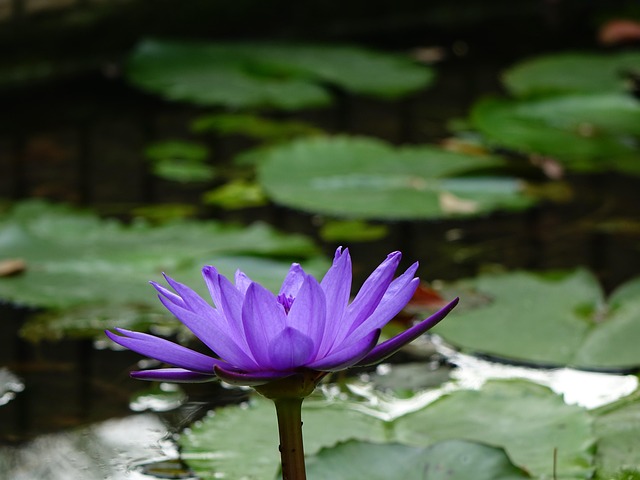 Unraveling Azzaro Perfume’s Enduring Scent Legacy