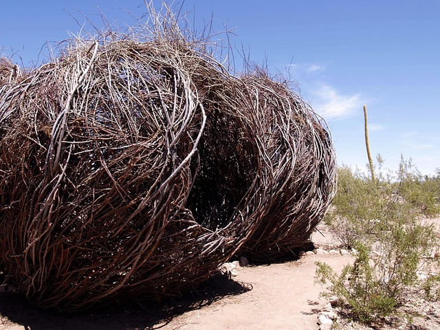 Unveiling Phoenix Real Estate: Neighborhoods and Buying Tips