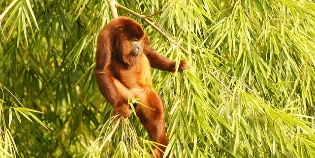 zoning classifications