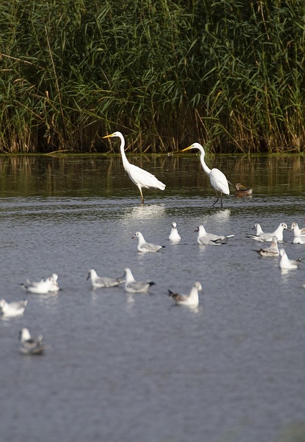 broadband availability