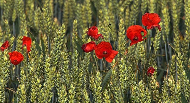 broadband availability