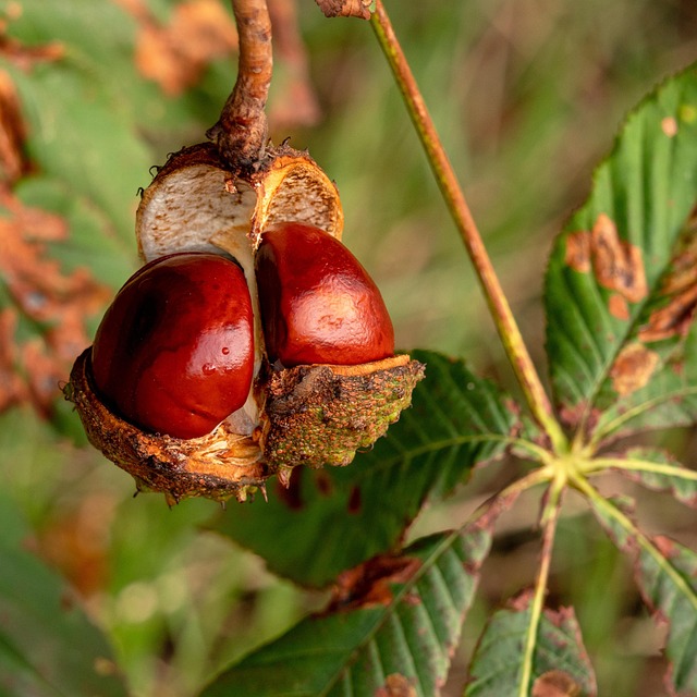 buckeye homes for sale