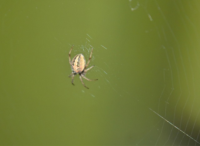 net operating income