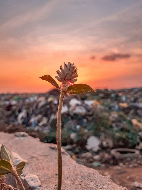 trash pickup schedule