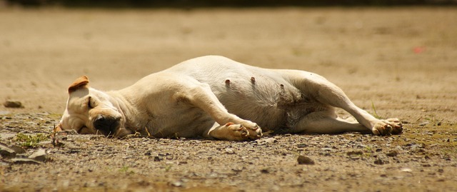 zoning classifications