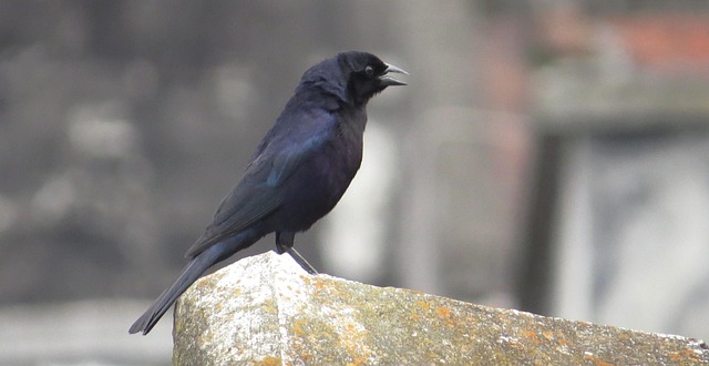 zoning classifications