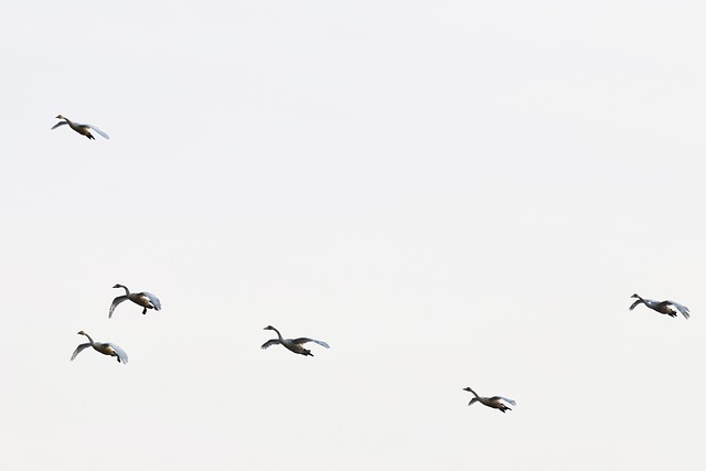 Asset-heavy migration