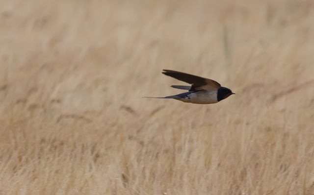 Unlocking Freedom: Mastering Asset-Heavy Migration’s Lock-and-Leave Lifestyle