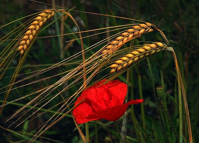 broadband availability