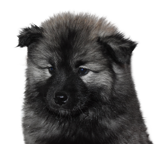 Capital gains exemption