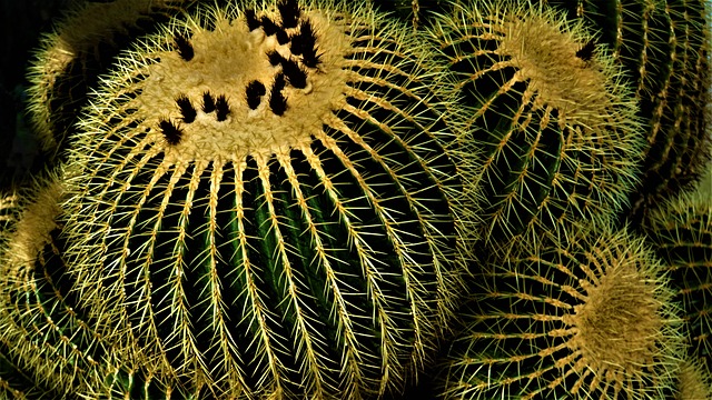 Equity Migration: Desert Design, Planning, & Future Trends