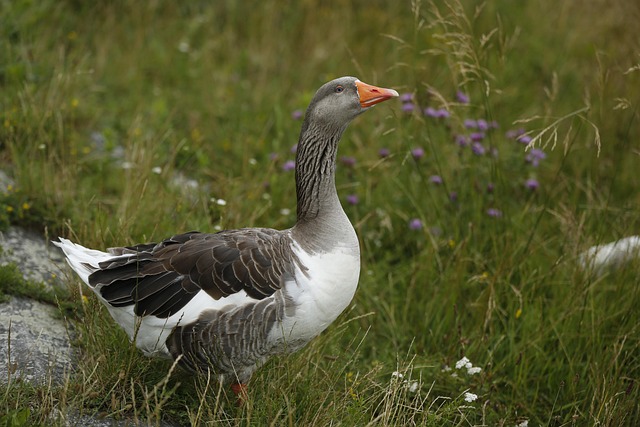 direct bill relocation