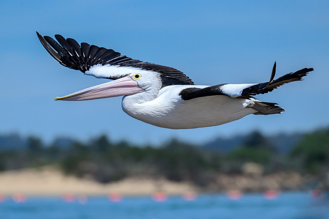 direct bill relocation