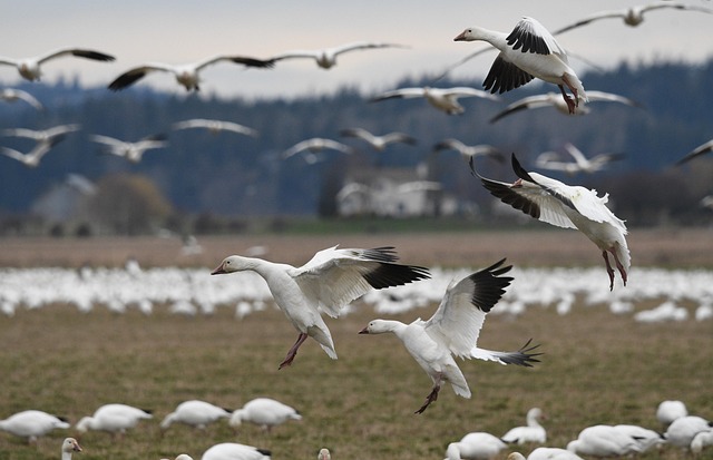 Economic migration data