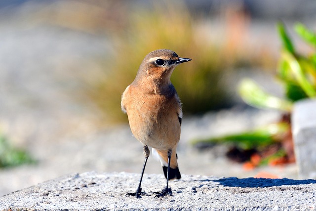 Economic migration data