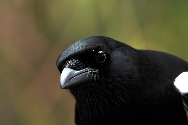 first-time homebuyer