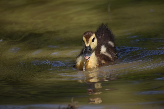 first-time homebuyer