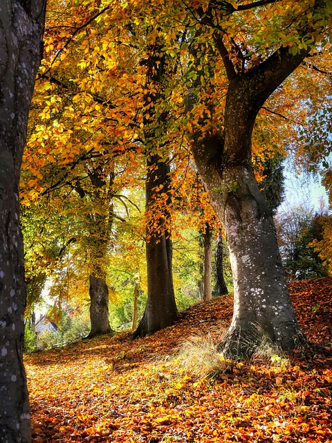 Unveiling Fountain Hills Homes for Sale: A Comprehensive Guide