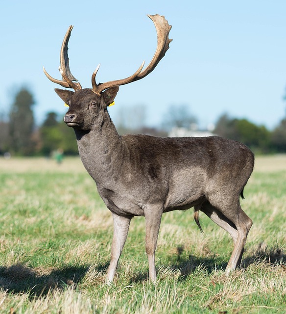hance park phoenix condo developments