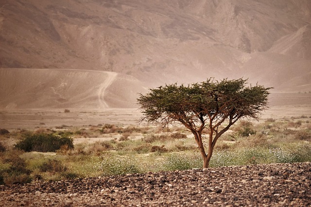 Unlock Home Plus AZ: First-Time Buyer Loans Demystified