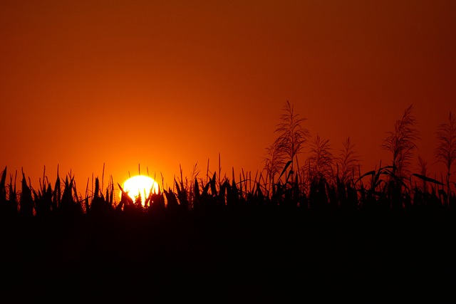 homes for sale sun city west