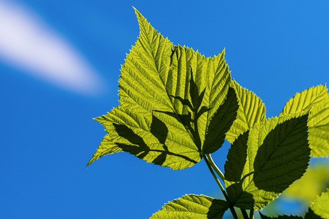 homes with engineered shade structures phoenix