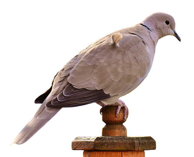 Unlocking First-Time Buyer Benefits: Homestead Exemption Guide