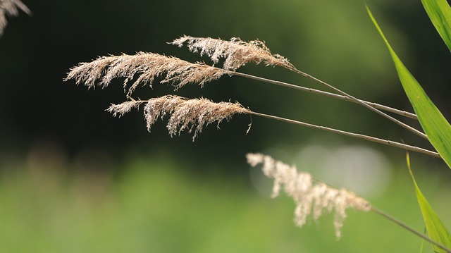 living in phoenix with native riparian vegetation