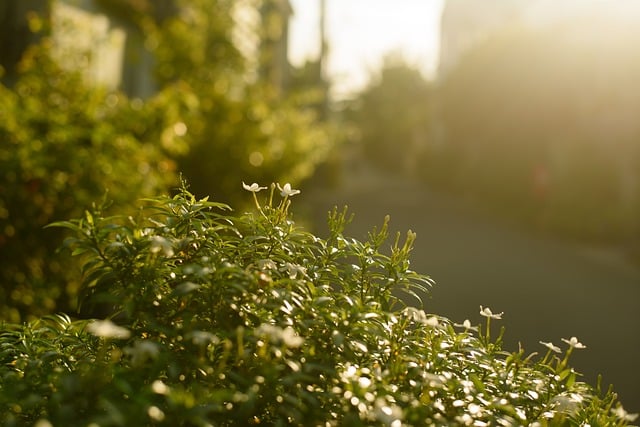 living in walkable suburban hubs in phoenix