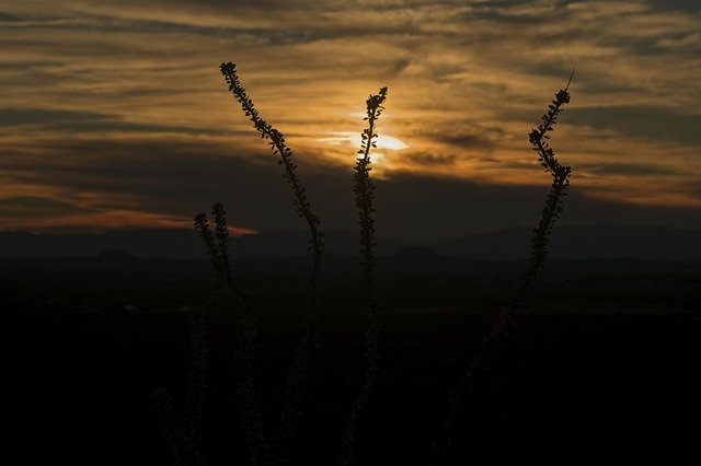 living near intel ocotillo campus chandler