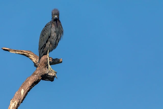 Negative Amortization