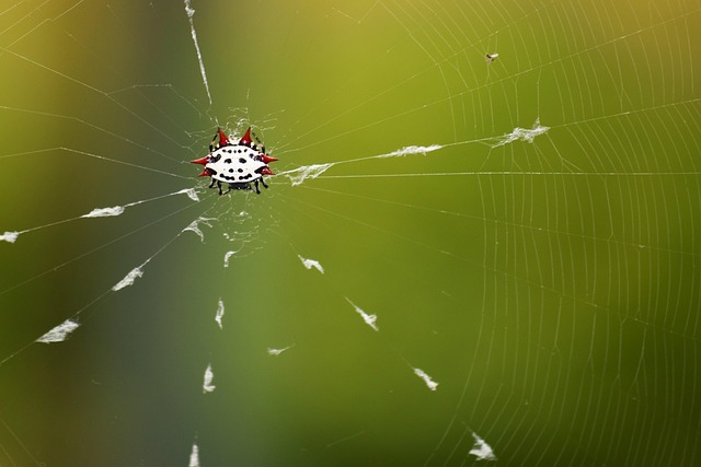 net operating income