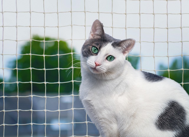 net operating income