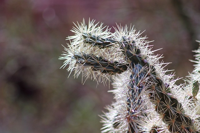 pet-friendly parks and neighborhoods phoenix