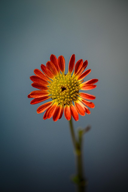 phoenix adu zoning laws for single family lots