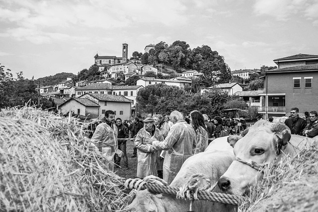 Mastering Your Homeowner’s Planning Commission Journey