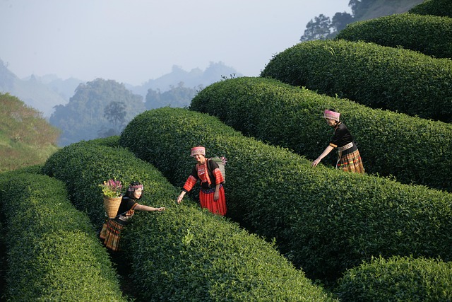 PV phoenix master plan dining and retail