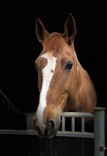 realtor listing agreement