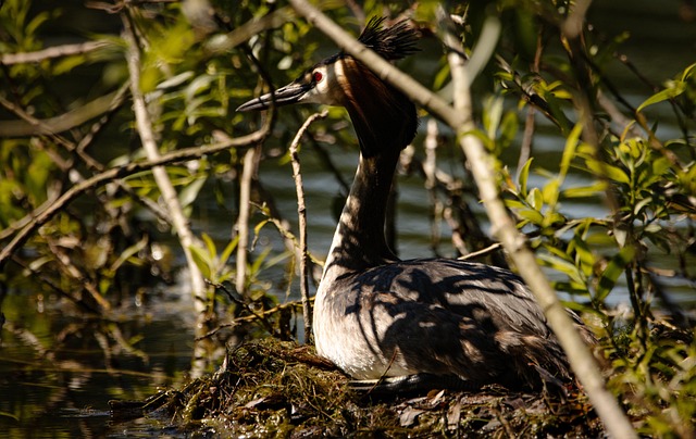 retirement communities near lake pleasant